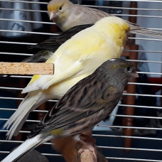 Image pour l'annonce Canaris lot à saisir