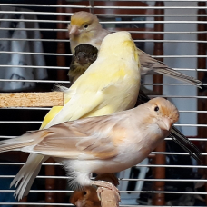 Image pour l'annonce Canaris lot à saisir
