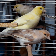 Image pour l'annonce Canaris lot à saisir