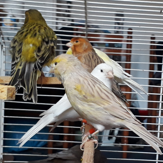 Image pour l'annonce Canaris lot à saisir