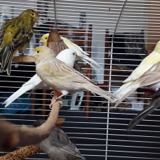 Image pour l'annonce Canaris lot à saisir