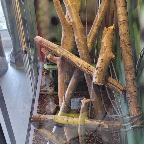 Image pour l'annonce Dragon australien + vivarium