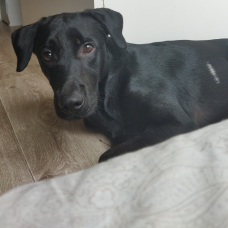 Image pour l'annonce Donne chien de 2 ans