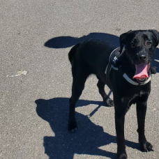 Image pour l'annonce Donne chien de 2 ans