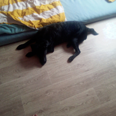 Image pour l'annonce Donne chien de 2 ans