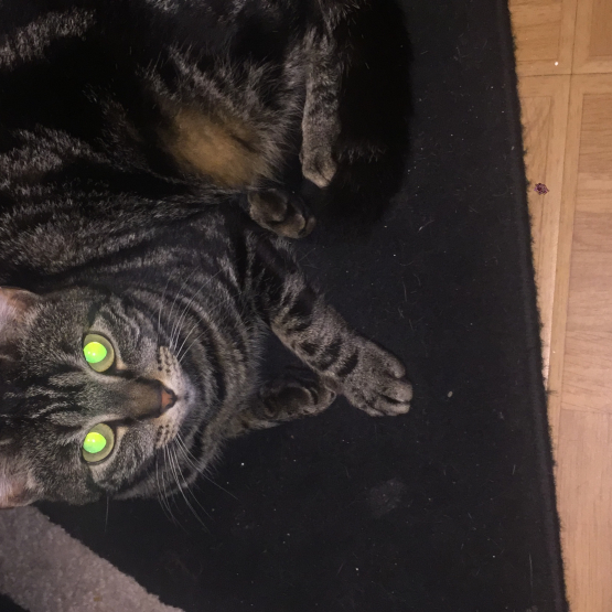 Image pour l'annonce Donne petite chatte tigrée  de 3 ans