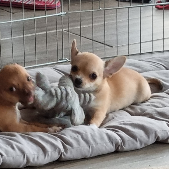 Image pour l'annonce Chihuahuas poils courts, 1 femelle / 1 mâle