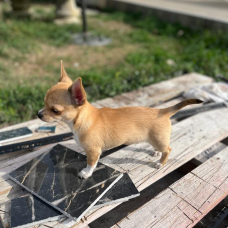Image pour l'annonce Chihuahuas poils courts, 1 femelle / 1 mâle