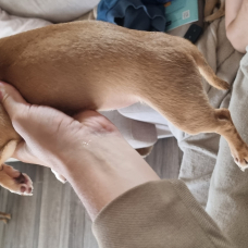 Image pour l'annonce Chihuahuas poils courts, 1 femelle / 1 mâle