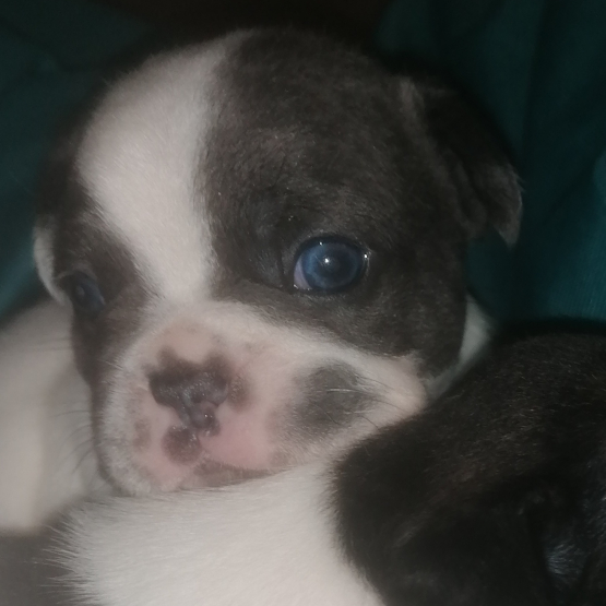 Image pour l'annonce Chiots bouledogue francais