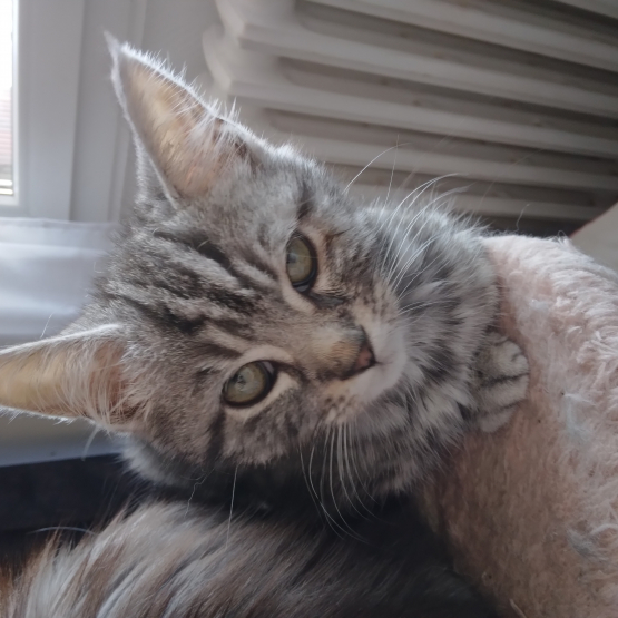 Image pour l'annonce Chaton croisé main coon