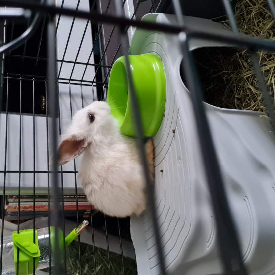 Image pour l'annonce Donne 2 lapins et cages