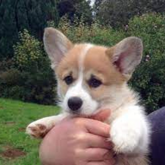 Image pour l'annonce Recherche bébés /chiots jeunes maximum 1ans gratuit ou 10 euros de préférence corgi ou beaggle