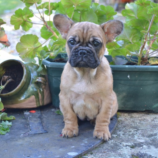 Image pour l'annonce Magnifique Bouledogue Français à donner contre amour