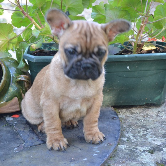 Image pour l'annonce A donner   Bouledogue français femelle fauve vacciné