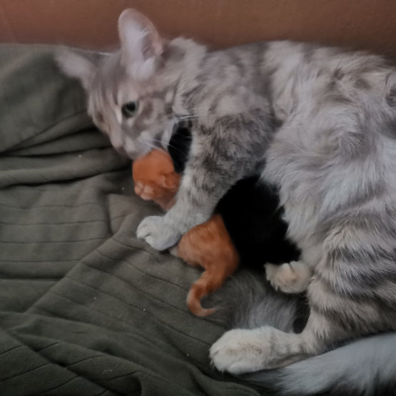 Image pour l'annonce vente magnifiques chatons angora turc