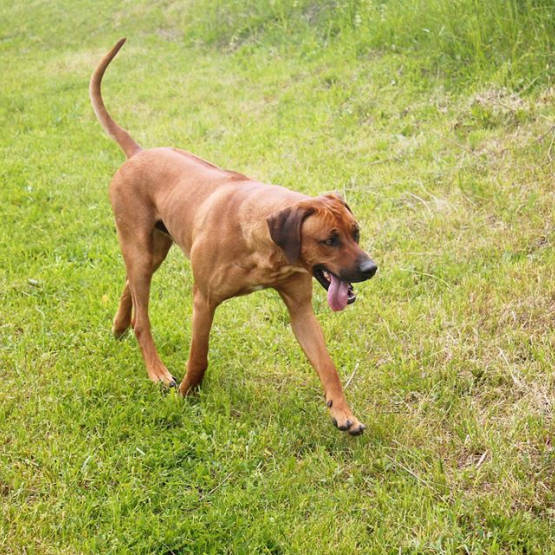 Image pour l'annonce Chiot Rhodesian Ridgeback LOF