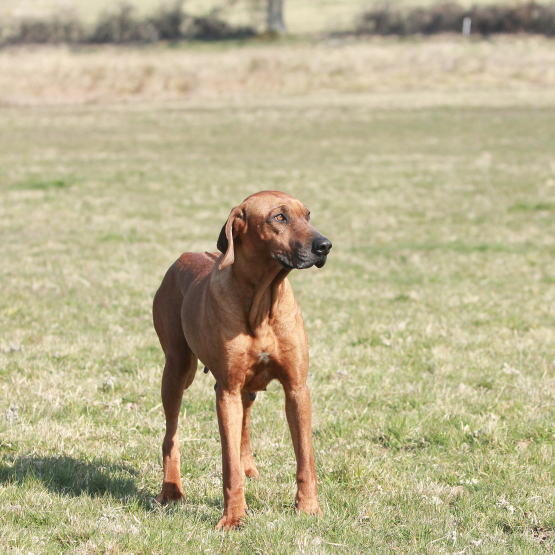 Image pour l'annonce Chiot Rhodesian Ridgeback LOF