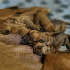 Image pour l'annonce Chiot Rhodesian Ridgeback LOF