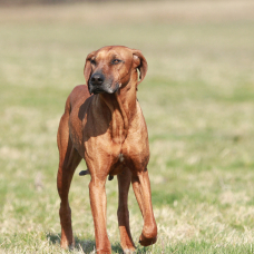Image pour l'annonce Chiot Rhodesian Ridgeback LOF