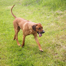 Image pour l'annonce Chiot Rhodesian Ridgeback LOF