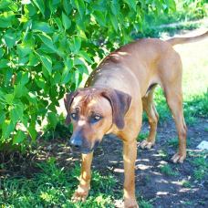 Image pour l'annonce Chiot Rhodesian Ridgeback LOF