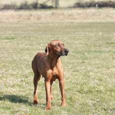Image pour l'annonce Chiot Rhodesian Ridgeback LOF