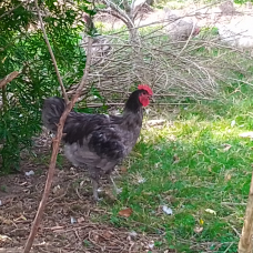 Image pour l'annonce Vend oeufs fécondé poules géante de Jersey