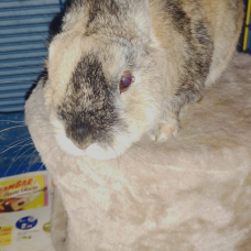 Image pour l'annonce Lapin nain à donner avec cage etc...