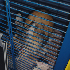 Image pour l'annonce Lapin nain à donner avec cage etc...