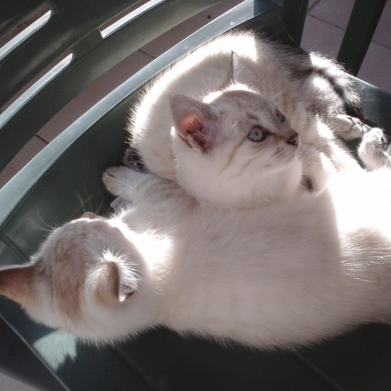 Image pour l'annonce Donne chatons