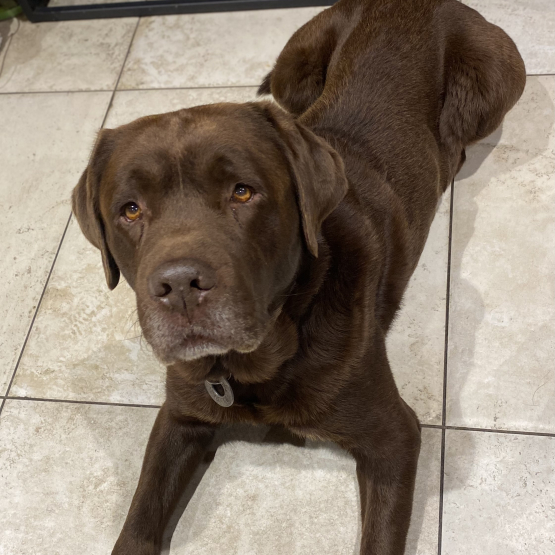 Image pour l'annonce Milka magnifique labrador chocolat dispo pour saillie