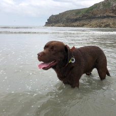 Image pour l'annonce Milka magnifique labrador chocolat dispo pour saillie