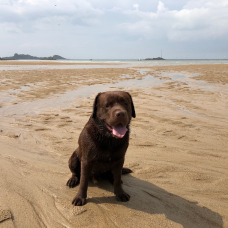 Image pour l'annonce Milka magnifique labrador chocolat dispo pour saillie