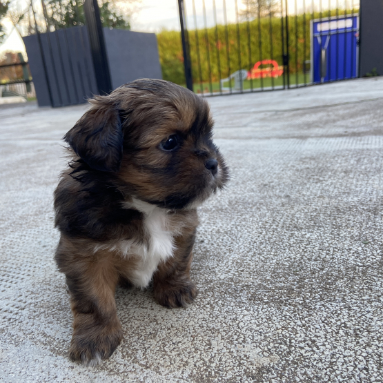 Image pour l'annonce Vends Lhassa apso, 4 mâles & 2 femelles