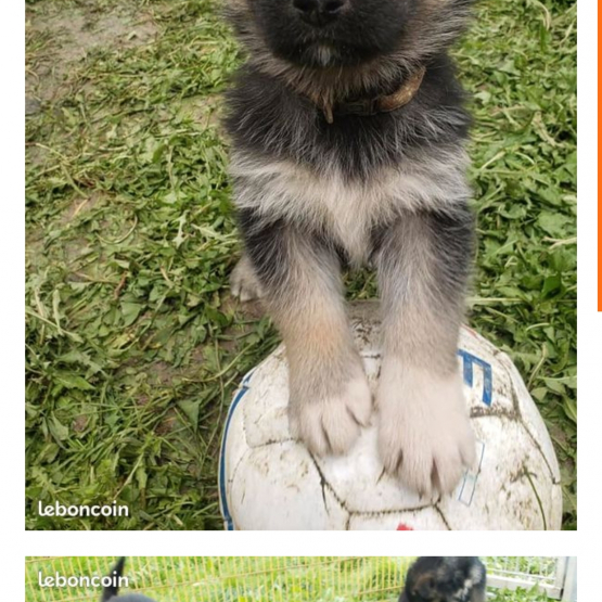 Image pour l'annonce Chiots shepsky à réserver