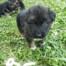 Image pour l'annonce Chiots shepsky à réserver