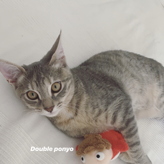 Image pour l'annonce Donation Chat, Ponyo.