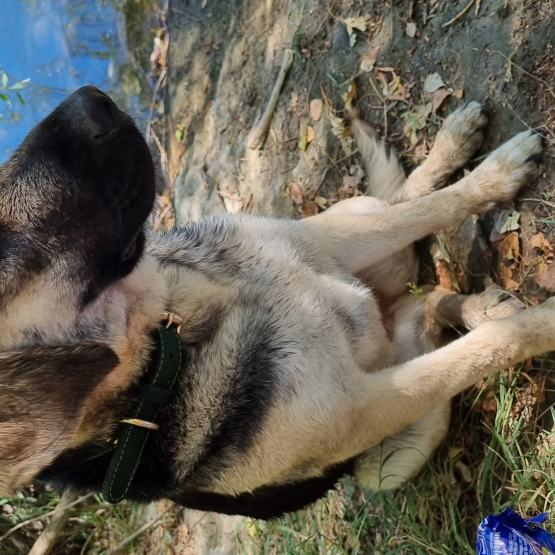 Image pour l'annonce Donne chienne braque croisé husky