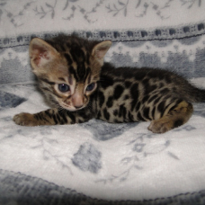 Image pour l'annonce Adorable chaton bengal A DONNER POUR NOEL