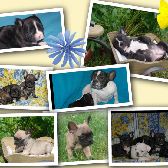 Image pour l'annonce bouledogue français a reserver
