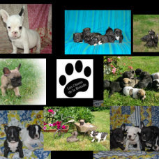 Image pour l'annonce bouledogue français a reserver