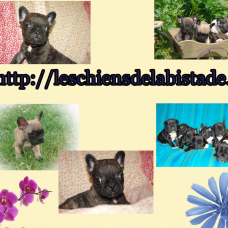 Image pour l'annonce bouledogue français a reserver