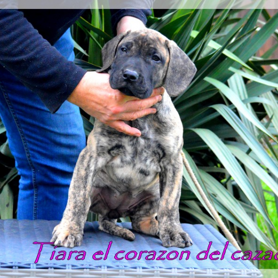 Image pour l'annonce chiots dogo canario LOF
