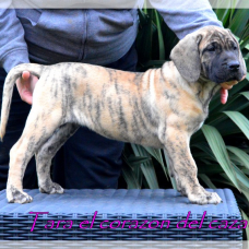 Image pour l'annonce chiots dogo canario LOF