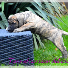 Image pour l'annonce chiots dogo canario LOF