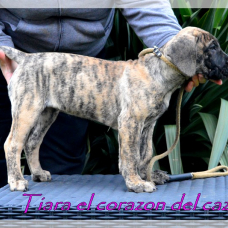 Image pour l'annonce chiots dogo canario LOF
