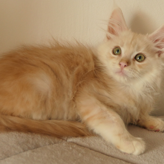 Image pour l'annonce Superbe Chaton Maine coon mâle red silver 