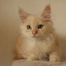 Image pour l'annonce Superbe Chaton Maine coon mâle red silver 