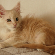 Image pour l'annonce Superbe Chaton Maine coon mâle red silver 